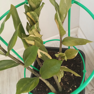 Monstera Light Lime