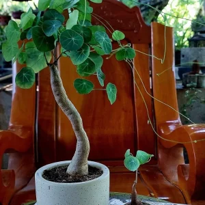 Houseplant