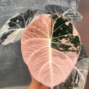 Alocasia Black Velvet Pink