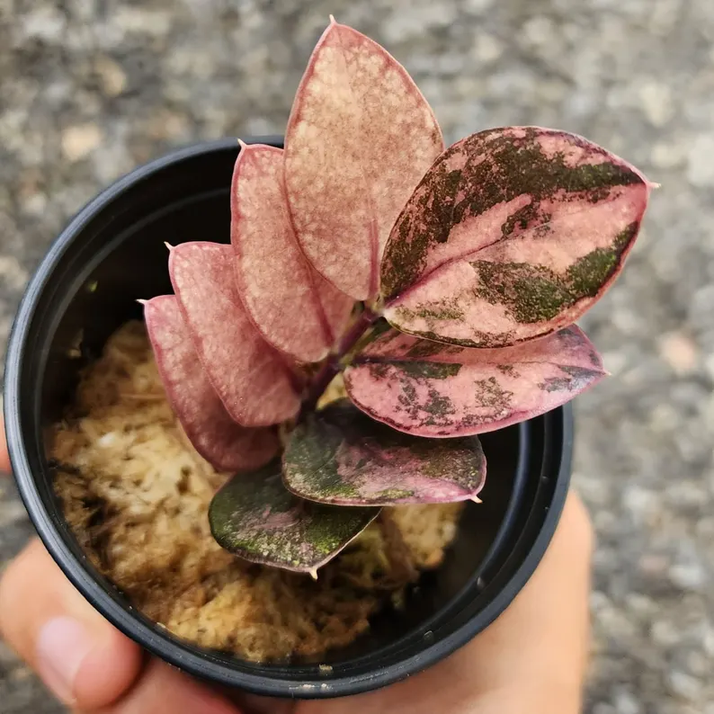ZZ Raven Pink Variegated