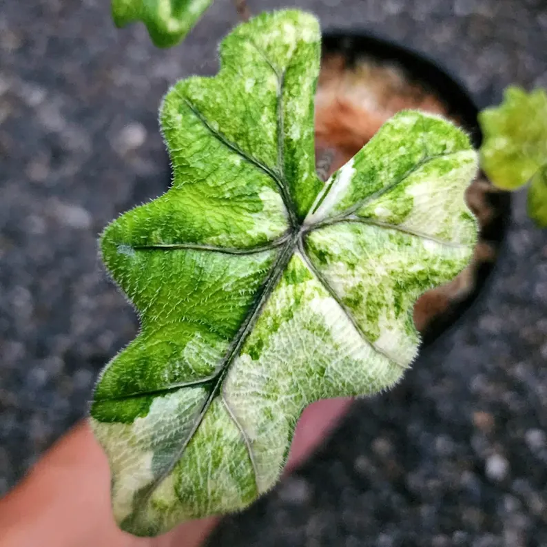 Alocasia Jacklyn Mystic